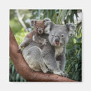 Suche nach koala magnete Australisch