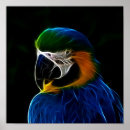 Suche nach blaue papageien poster Vogel