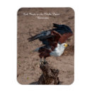 Suche nach flug magnete Wild lebende tiere