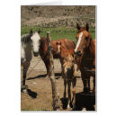 Suche nach tan pferd postkarten Foto