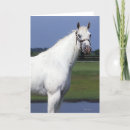 Suche nach appaloosa karten Stehend