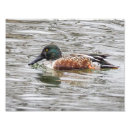 Suche nach kleine ente poster Tiere