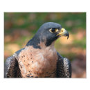 Suche nach wanderfalke poster Raptor
