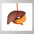 Suche nach menschlicher magen poster Biomedizinische illustrationen