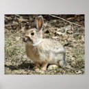 Suche nach baumwolle poster Kaninchen