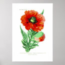 Suche nach papavere poster Mohnblume