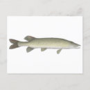 Suche nach hecht postkarten Fisch