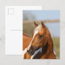 Suche nach paint horse postkarten Bob langrish