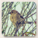 Suche nach spatz untersetzer Vögel