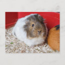 Suche nach guinea pig postkarten Pet