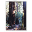 Suche nach mammutbaum postkarten Bäume