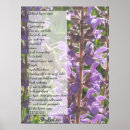 Suche nach lupinen poster Natur