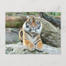 Suche nach tiger foto postkarten Niedlich