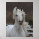 Suche nach friesian poster Tier