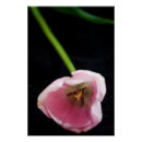 Suche nach tulpen poster Fotografie