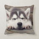 Suche nach sibirischer husky kissen Malamute