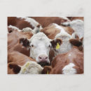 Suche nach tierkopf postkarten Selektiver fokus
