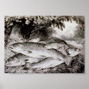 Suche nach trout poster River