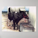 Suche nach holsteiner rind poster Bauernhof