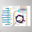 Suche nach zellulär poster Glykolyse