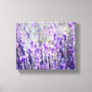Suche nach lavendel geschenken poster leinwandbilder Blumen