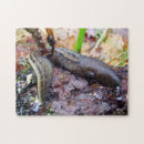 Suche nach wanze puzzle Fotografie