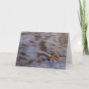 Suche nach muscheln karten Für alle