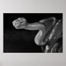 Suche nach boa poster Reptil