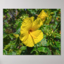 Suche nach hawaii blumen poster Gelb