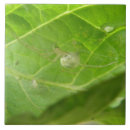 Suche nach spinne fliesen Arachnien