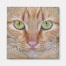 Suche nach orange katzen magnete Katzenartig