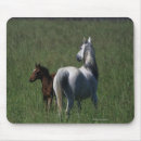 Suche nach stute und fohlen mousepads Foto