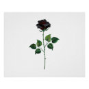 Suche nach rosenblüte poster Blume