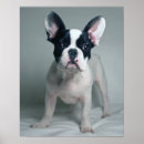 Suche nach french bulldog poster Puppy