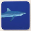 Suche nach haifisch untersetzer Fische