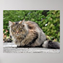 Suche nach maine coon kitten poster Niedlich