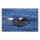 Suche nach adler foto poster Usa
