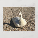 Suche nach weißer pfau postkarten Tier