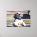 Suche nach welpen bandana Jede person