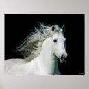 Suche nach stallion poster Tier