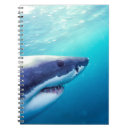 Suche nach weißer hai kleine notizbücher Kiefer