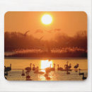 Suche nach schwan mousepads Schwäne