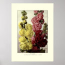 Suche nach hollyhock poster Botanisch