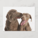 Suche nach weimaraner postkarten Zusammengehörigkeit