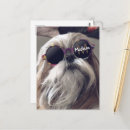 Suche nach shih tzu postkarten Niedlich