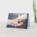 Suche nach niedlicher chihuahua karten Tier