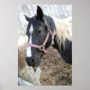Suche nach paint horse poster Equestrian