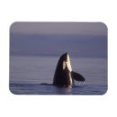 Suche nach killer magnete Tierwelt