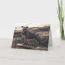 Suche nach dar karten Hund