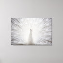 Suche nach weißer pfau leinwandbilder Natur